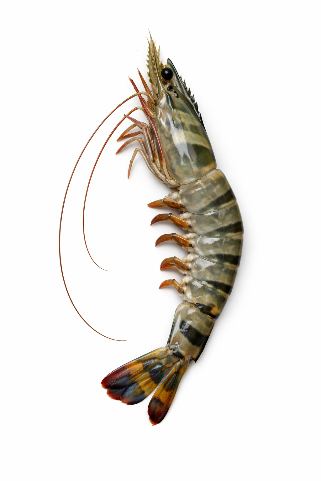 กุ้งกุลาดำ-categorie
