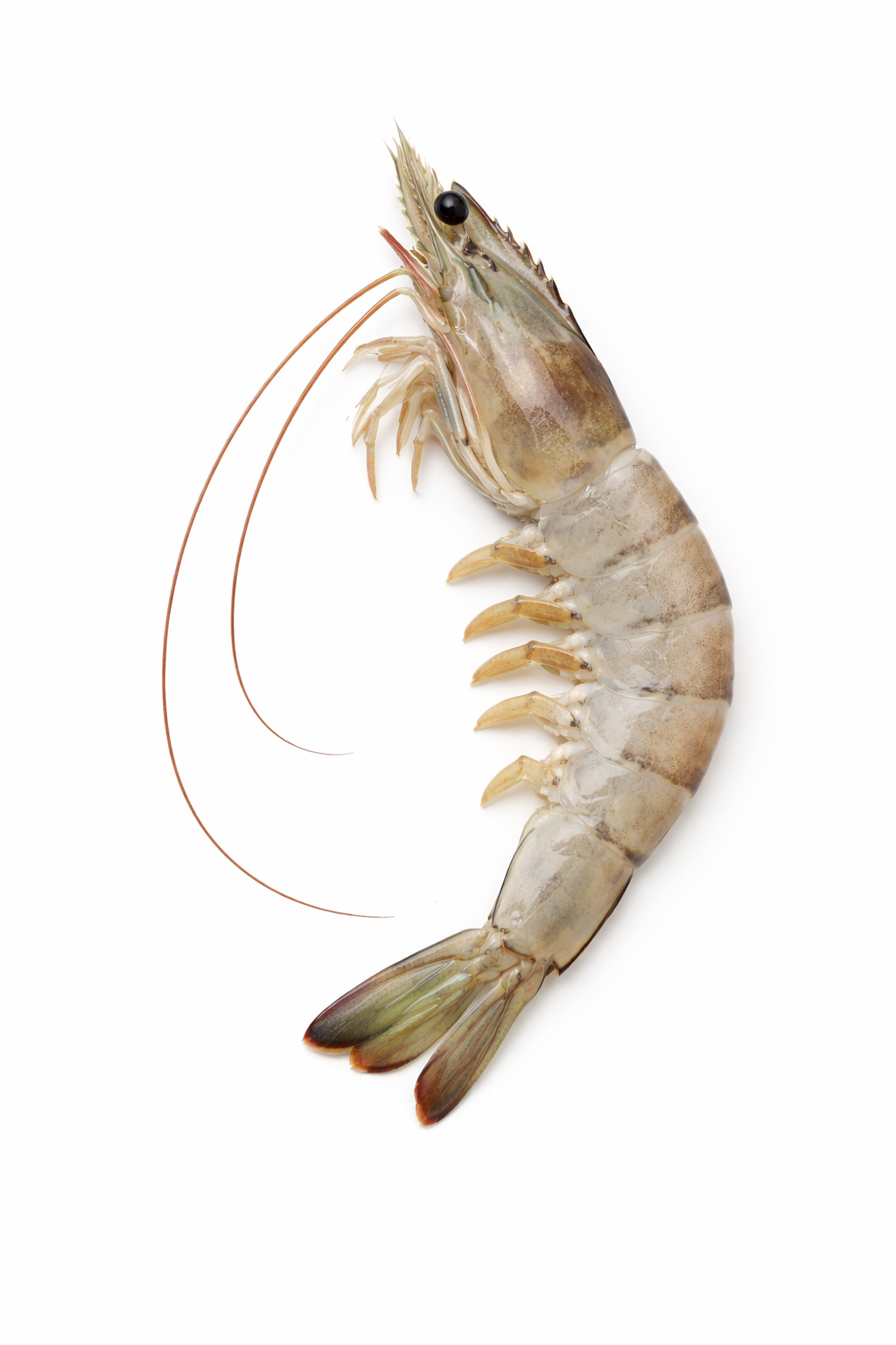 กุ้งขาว-categorie