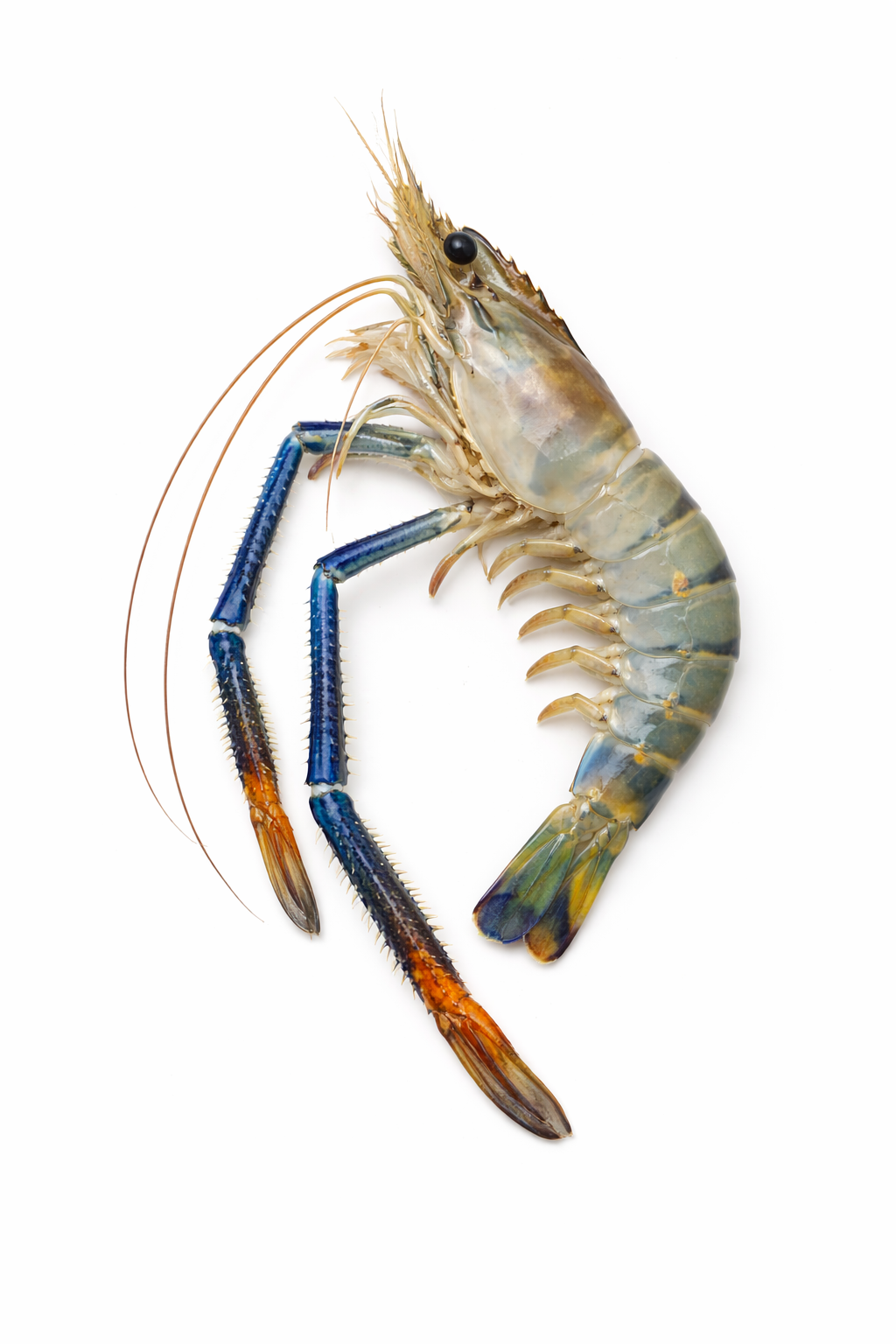 กุ้งแม่น้ำ-categorie
